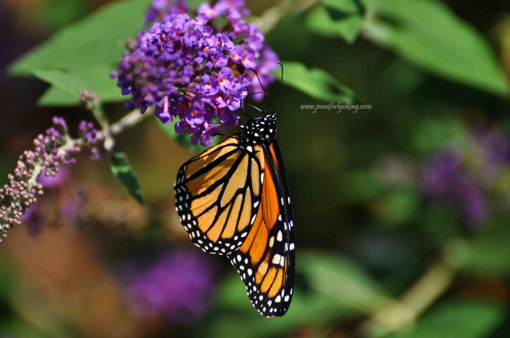 butterfly-monarch-august13_081913_-499-1024x680-8520414